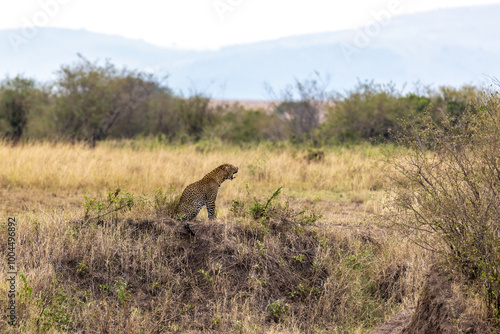 Adult male leopard, Panthera pardus, in the Masai Mara, Kenya. This is a side profile of this big cat yawning.