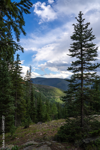 forest in the mountains