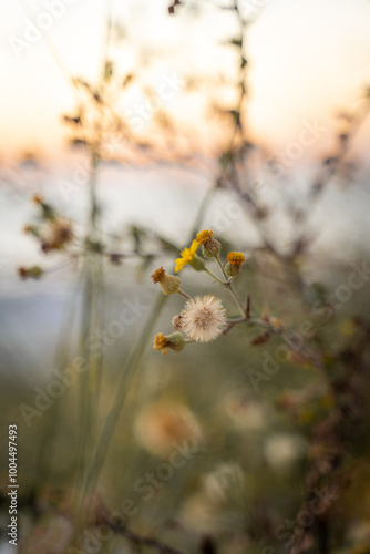dandelion flowers