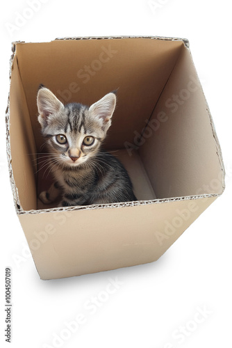Kitten looking up while sitting inside a cardboard box
