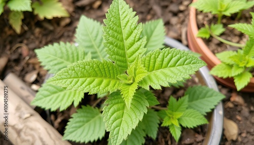 A close-up of a small green plant with textured leaves in a pot.