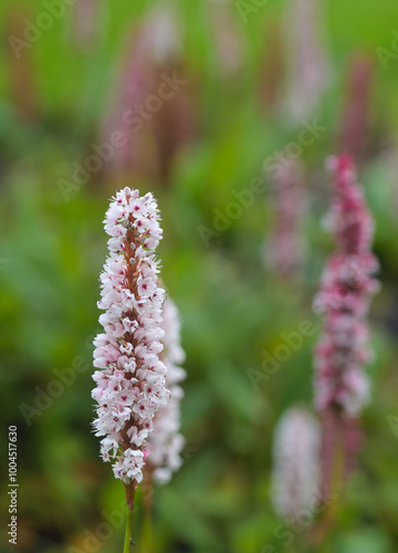 Beautiful close-up of bistorta affinis photo