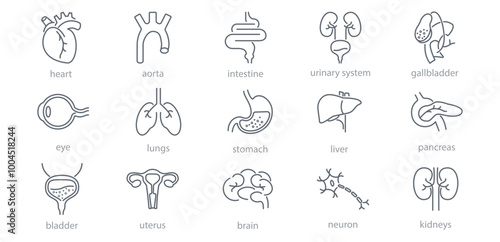 Internal organs line icons set. Liver, vessels, gallbladder, kidney, duodenum, pancreas, lungs, eye, uterus, heart, stomach, neuron vector illustration. Human anatomy. Editable Stroke