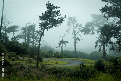 Canvastavla bosque con carretera con niebla