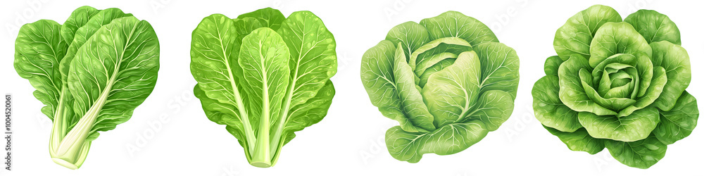 Fototapeta premium lettuce head watercolor illustration clipart collection, fresh green leaves, detailed illustration, isolated on transparent background
