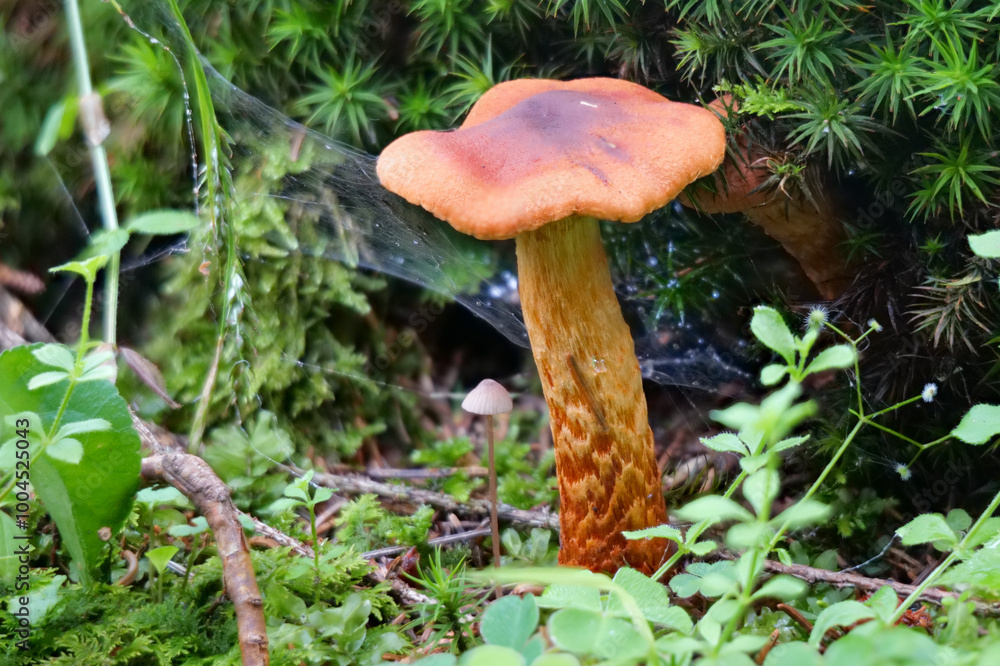 Spitzbuckeliger Rauhkopf (CORTINARIUS rubellus) Spitzbuckeliger Rauhkopf (CORTINARIUS rubellus)