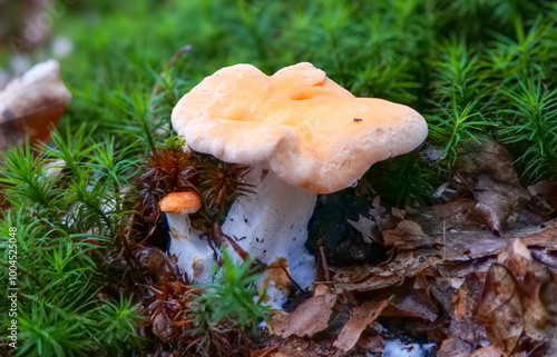 Tableau sur toile Semmelstoppelpilz (HYDNUM RUFESCENS)