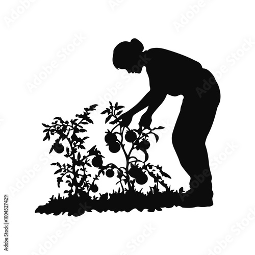 A woman picking ripe tomatoes. Agricultural worker harvesting vegetables vector silhouette illustration isolated on white background. Harvest time.