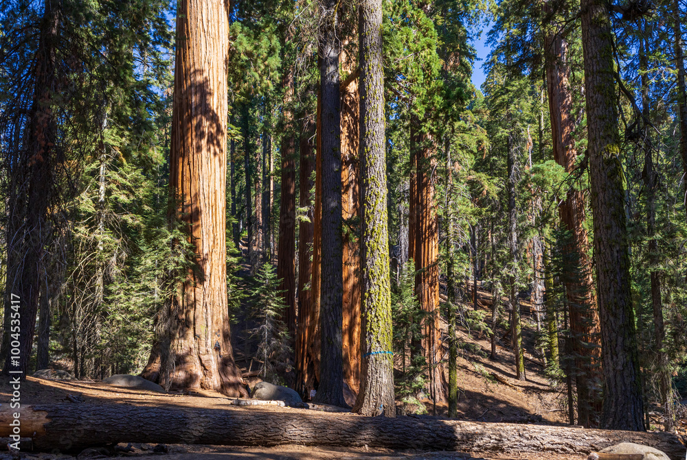 Giant Sequoias in the Sequoia National Park in California Giant Sequoias in the Sequoia National Park in California