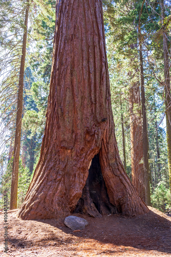 Giant Sequoias in the Sequoia National Park in California Giant Sequoias in the Sequoia National Park in California