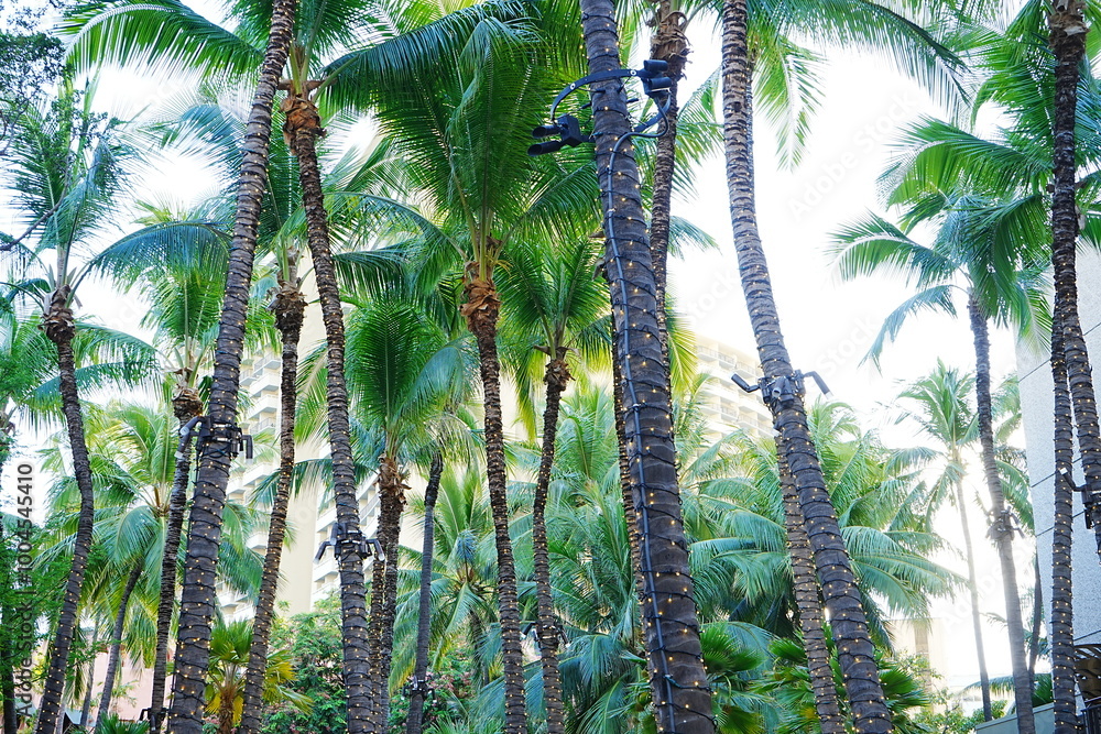 Φωτογραφία Palm Tree on Waikiki Beach in Honolulu, Hawaii, USA - アメリカ ハワイ ホノルル ワイキキビーチ ヤシの木