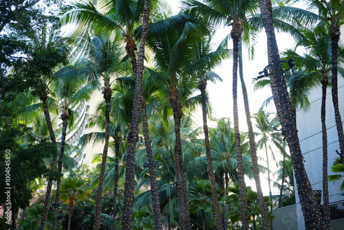 Palm Tree on Waikiki Beach in Honolulu, Hawaii, USA - アメリカ ハワイ ホノルル ワイキキビーチ ヤシの木 photo