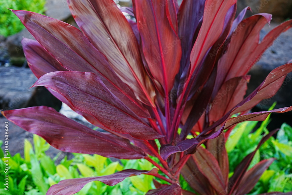 Hawaiian Plant, Ti Leaf in Maui, Hawaii - ハワイの植物 ティーリーフ