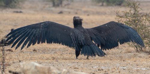 Tableau sur toile cinereous vulture (Aegypius monachus), the largest Old World vulture, at jorbeer