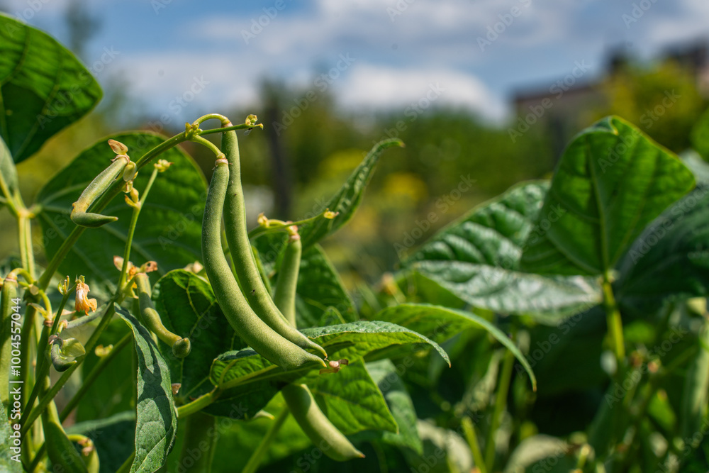 Obraz premium Green beans field farm in bright day with blue sky. green pea growing in eco harvest