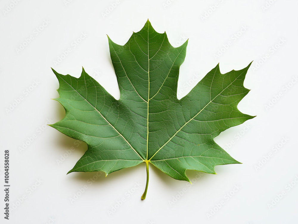 Fototapeta premium Green maple leaf on a white background