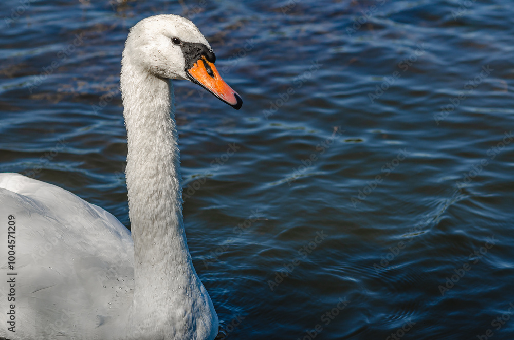 Side view of white swan on blue dark lake. Curved long neck, orange beak, black eye. Copy space Side view of white swan on blue dark lake. Curved long neck, orange beak, black eye. Copy space