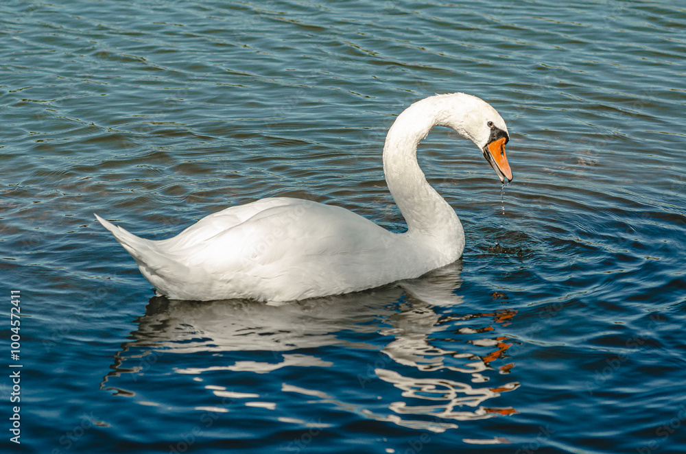 Portrait of white swan on blue lake. Curved long neck. Wild waterfowl with water dripping from beak. Portrait of white swan on blue lake. Curved long neck. Wild waterfowl with water dripping from beak.