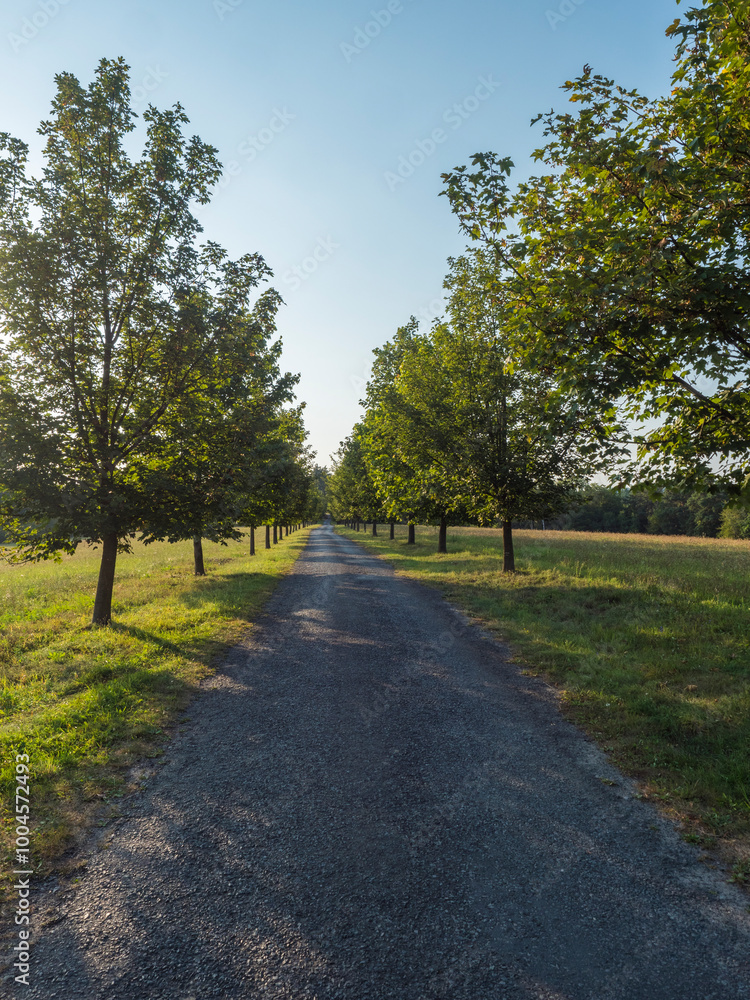Obraz premium Rural country road, alley with green maple trees. Golden hour sunlight, clear blue sky. Romantic summer scene, diminishing perspective, vertical