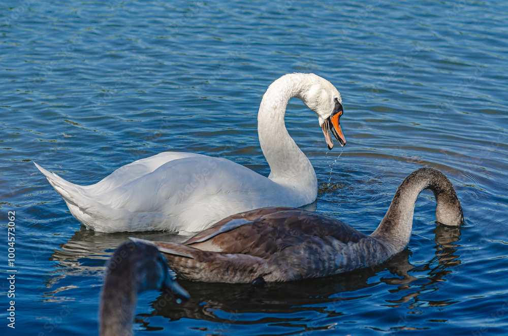 Obraz premium White and gray swan on dark water. One of them, gray swan, dives in search of food in shallow river.