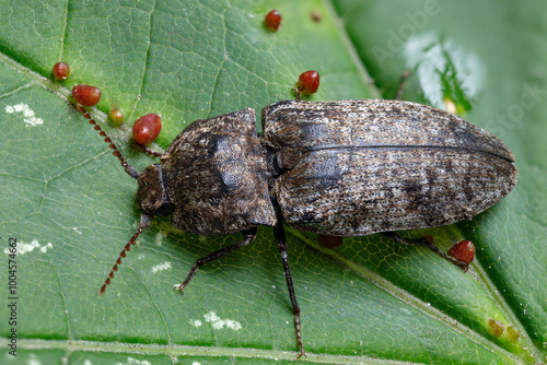 Mausgraue Schnellkäfer - Agrypnus murinus photo