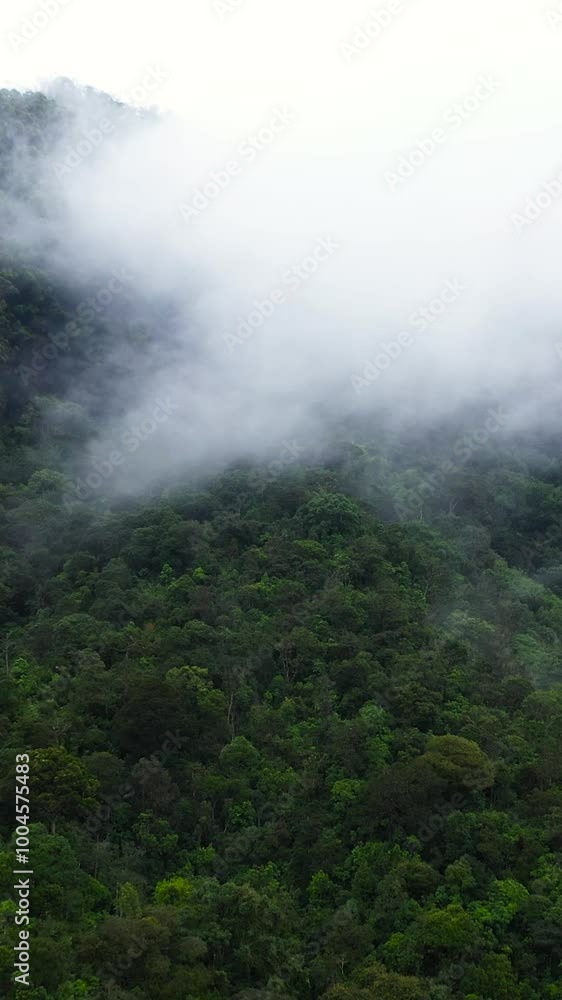 Mountain slopes with forest covered with fog and clouds. Sri Lanka. Vertical video. Mountain slopes with forest covered with fog and clouds. Sri Lanka. Vertical video.
