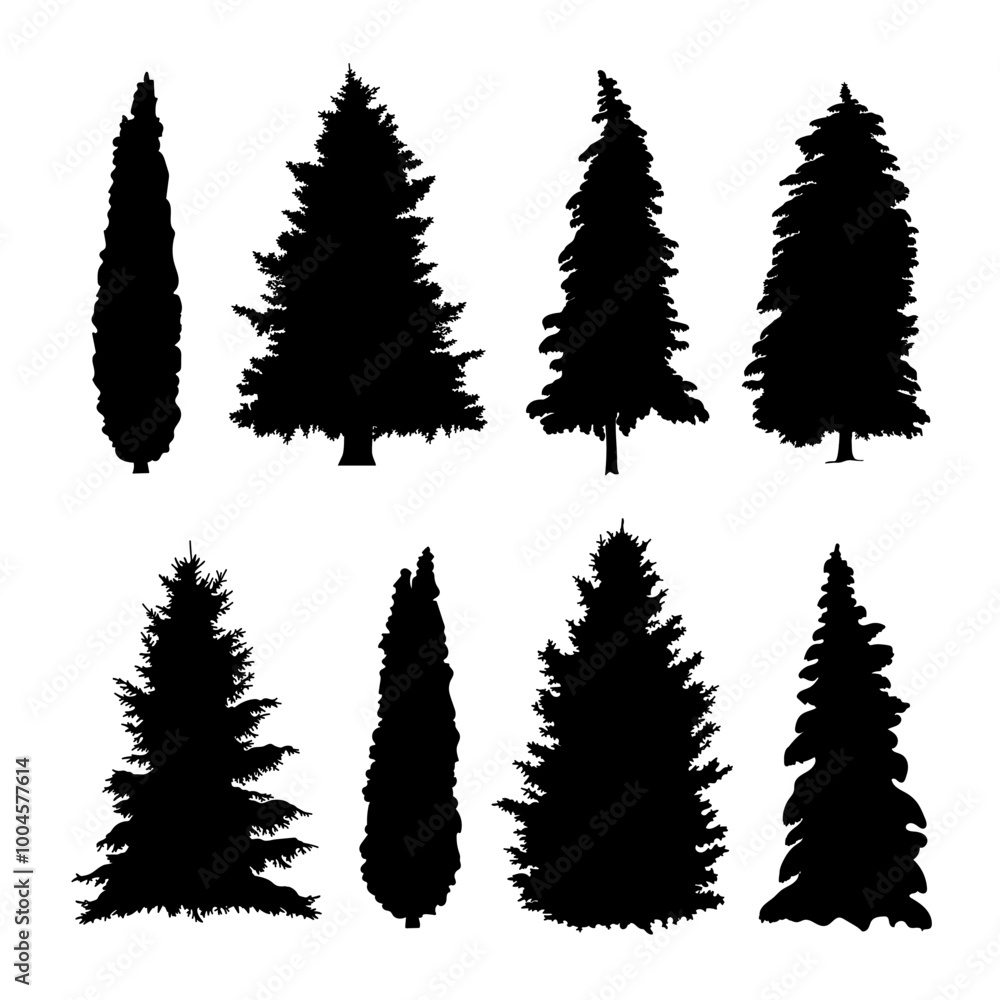 Fototapeta premium The black silhouette of the trees is spruce and thuja.