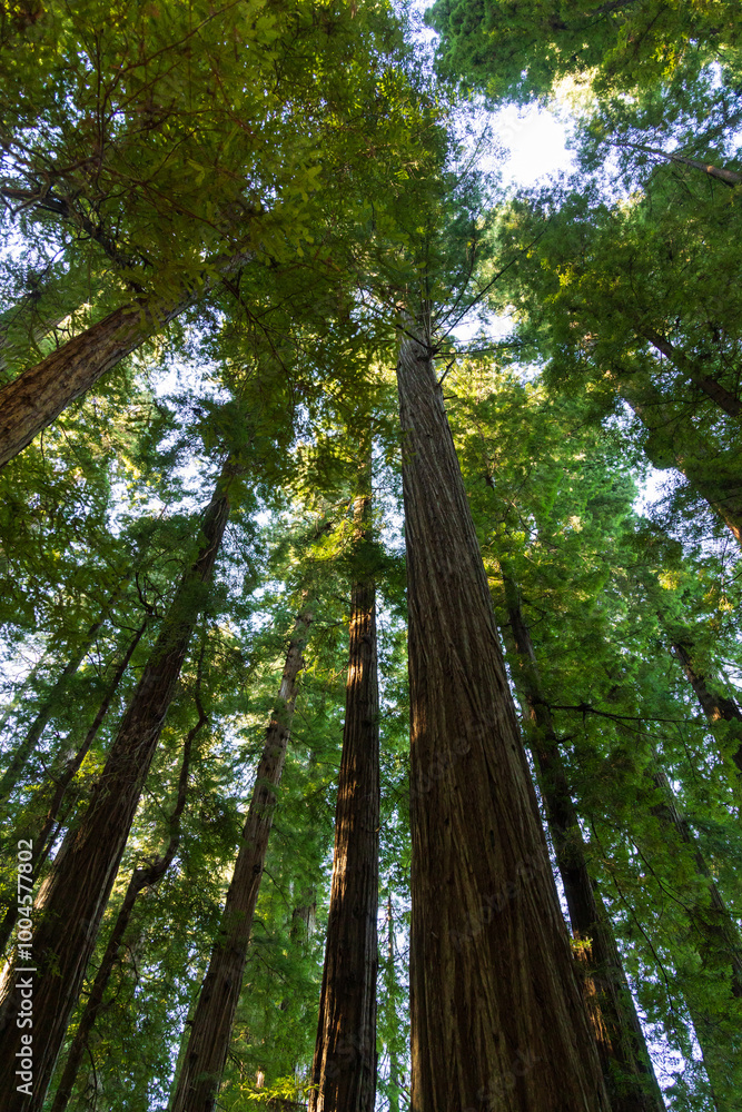 Fototapeta premium Redwood National and State Park, California