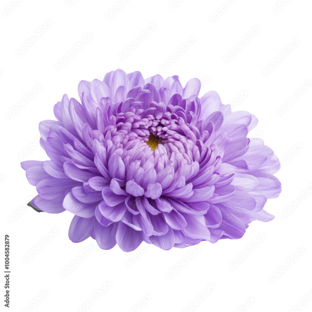 Aster flower with soft layered petals in delicate lavender hues on a clean white background Aster flower with soft layered petals in delicate lavender hues on a clean white background