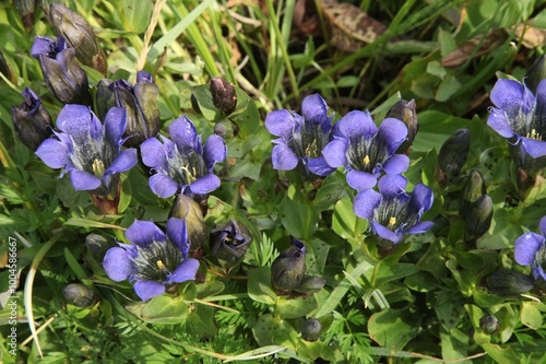 Explorer's Gentian (Gentiana calycosa) purple wildflowers in Elkhorn Mountains, Oregon