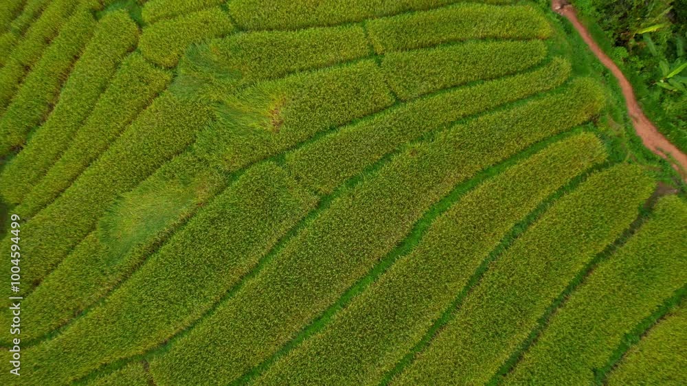 Top aerial view of a paddy field and overview of the Mae Klang Luang landscape in Doi Inthanon, Chiang Mai Province, Thailand Top aerial view of a paddy field and overview of the Mae Klang Luang landscape in Doi Inthanon, Chiang Mai Province, Thailand