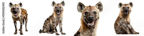 A hyena with a mischievous grin isolated on white and transparent background