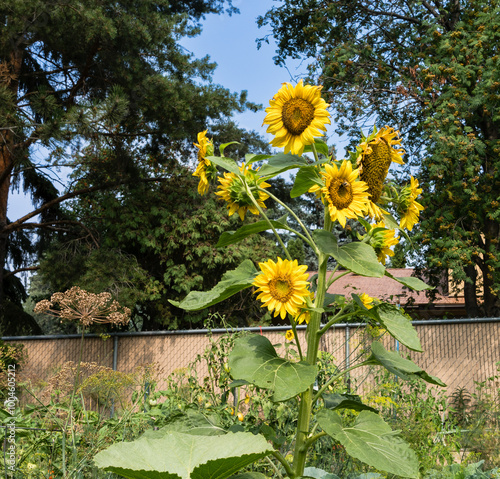 Multihead ornamental sunflower plant in house garden with blue sky background