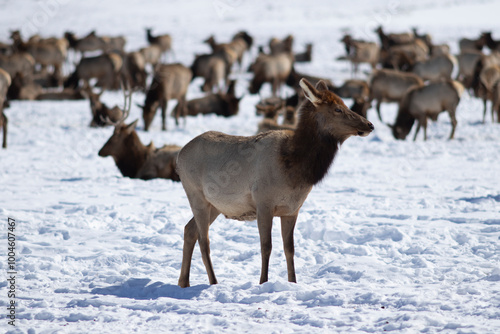 herd of elk in teton national park photo