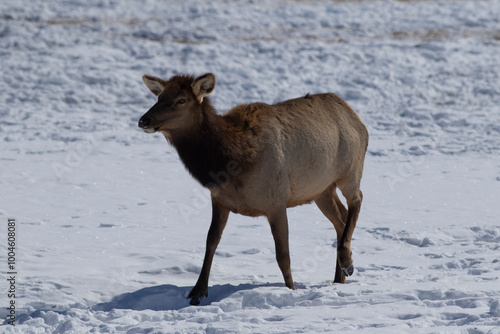 female elk in winter
