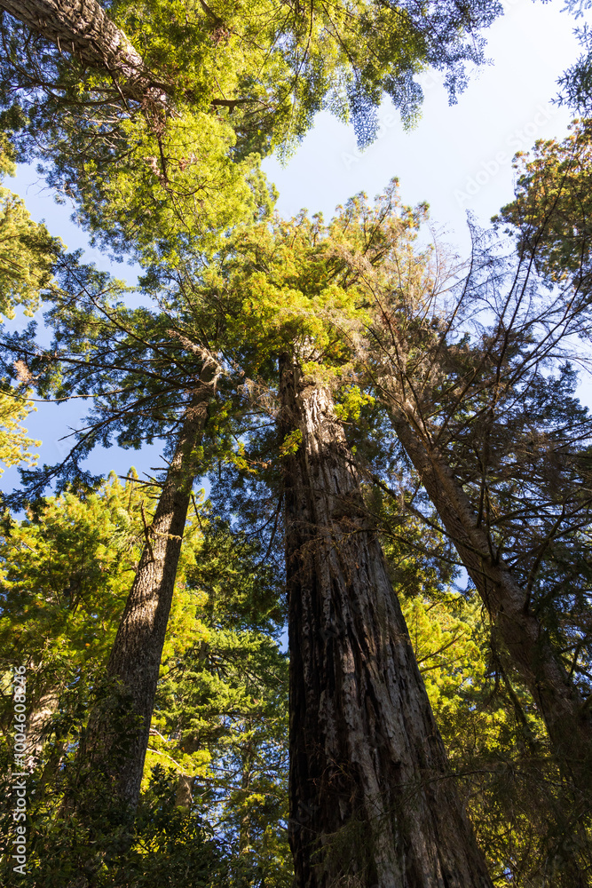 Fototapeta premium Redwood National and State Park, California