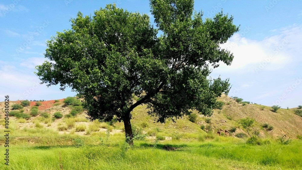 A peaceful scene of fields between mountains, filled with tall grass. In the center stands a large tree, its wide branches reaching towards the sky, surrounded by natural beauty. A peaceful scene of fields between mountains, filled with tall grass. In the center stands a large tree, its wide branches reaching towards the sky, surrounded by natural beauty.