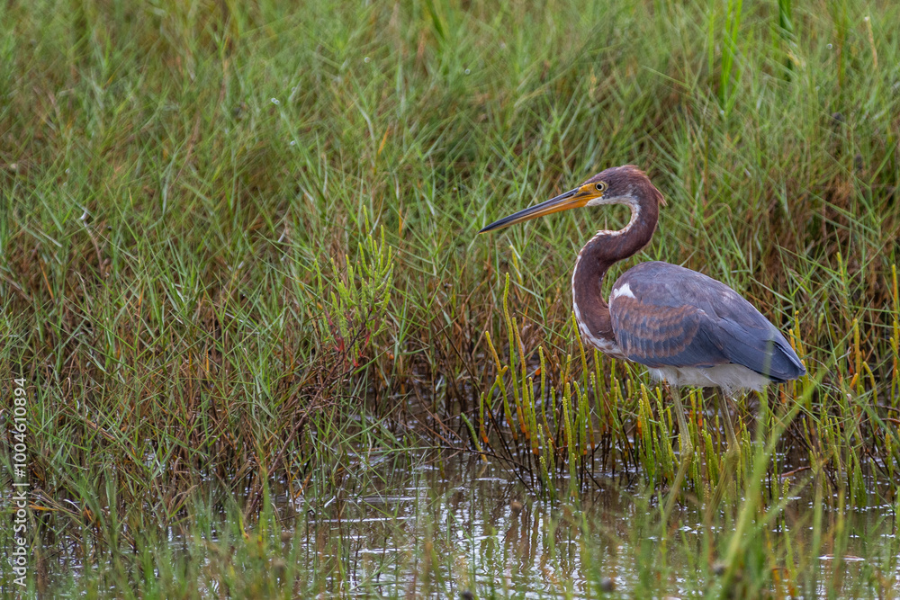 Tricolored Heron in Marsh Tricolored Heron in Marsh