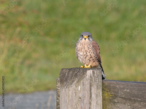 Kestrel, Falco tinnunculus photo