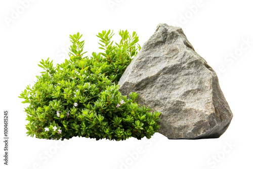 A rugged rock surrounded by lush green foliage, perfect for nature-themed projects, backgrounds, or gardening concepts.
