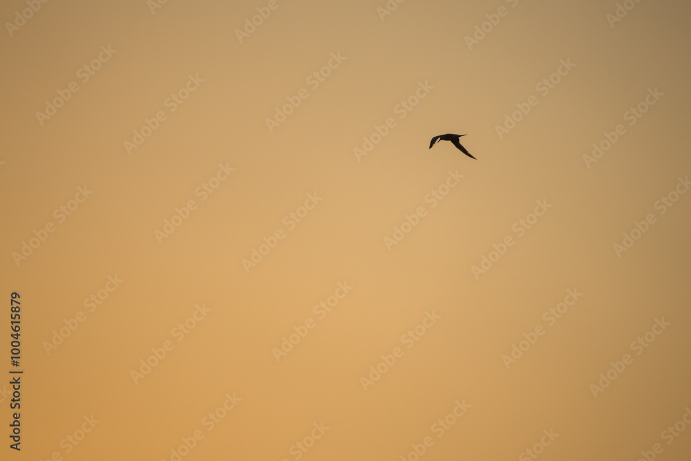 Bird at Dawn in Dark Orange Sky Bird at Dawn in Dark Orange Sky