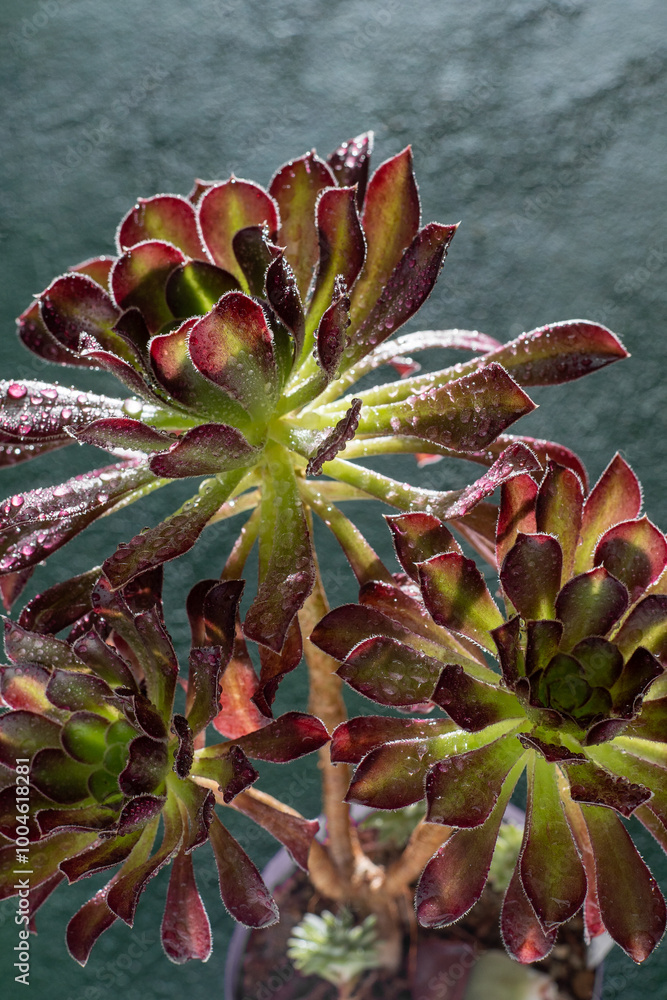 Obraz premium Flower Aeonium Schwarzkopf succulent. Leaves plant. Arboreum Black Rose.