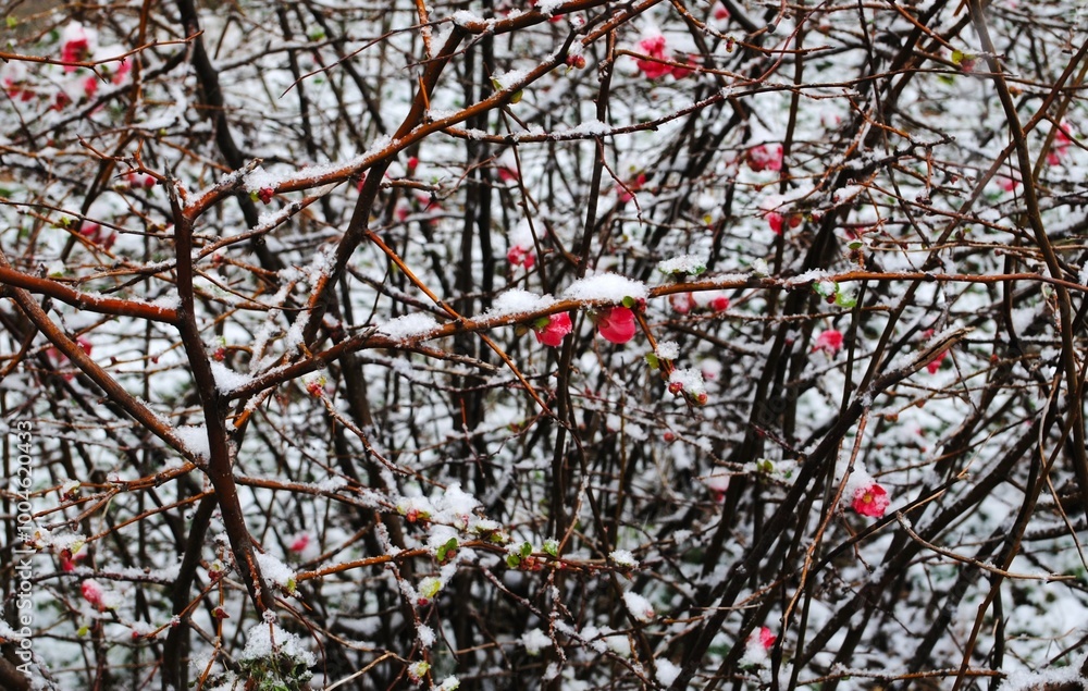 flowers under the snow