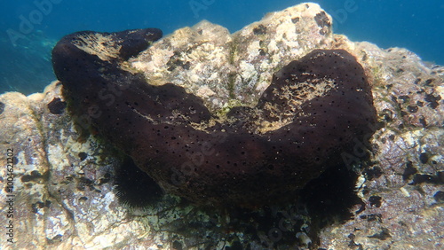 Black leather sponge (Sarcotragus spinosulus) undersea, Aegean Sea, Greece, Skiathos island, Vasilias beach photo