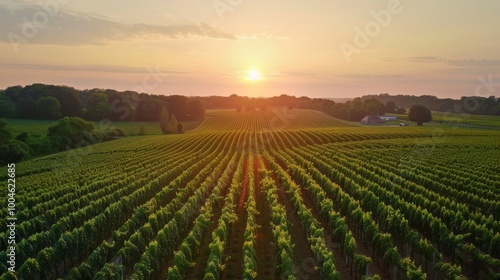 A hop farm at dusk, with the last light of day casting a golden glow over the fields