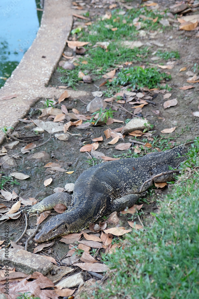 lizard on the ground near the pond lizard on the ground near the pond