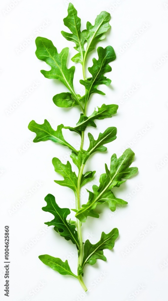 Single arugula twig lying on white background Single arugula twig lying on white background