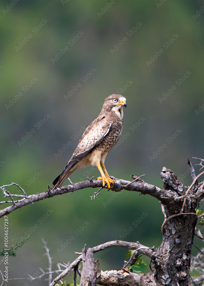 White eyed buzzard perched on a branch White eyed buzzard perched on a branch