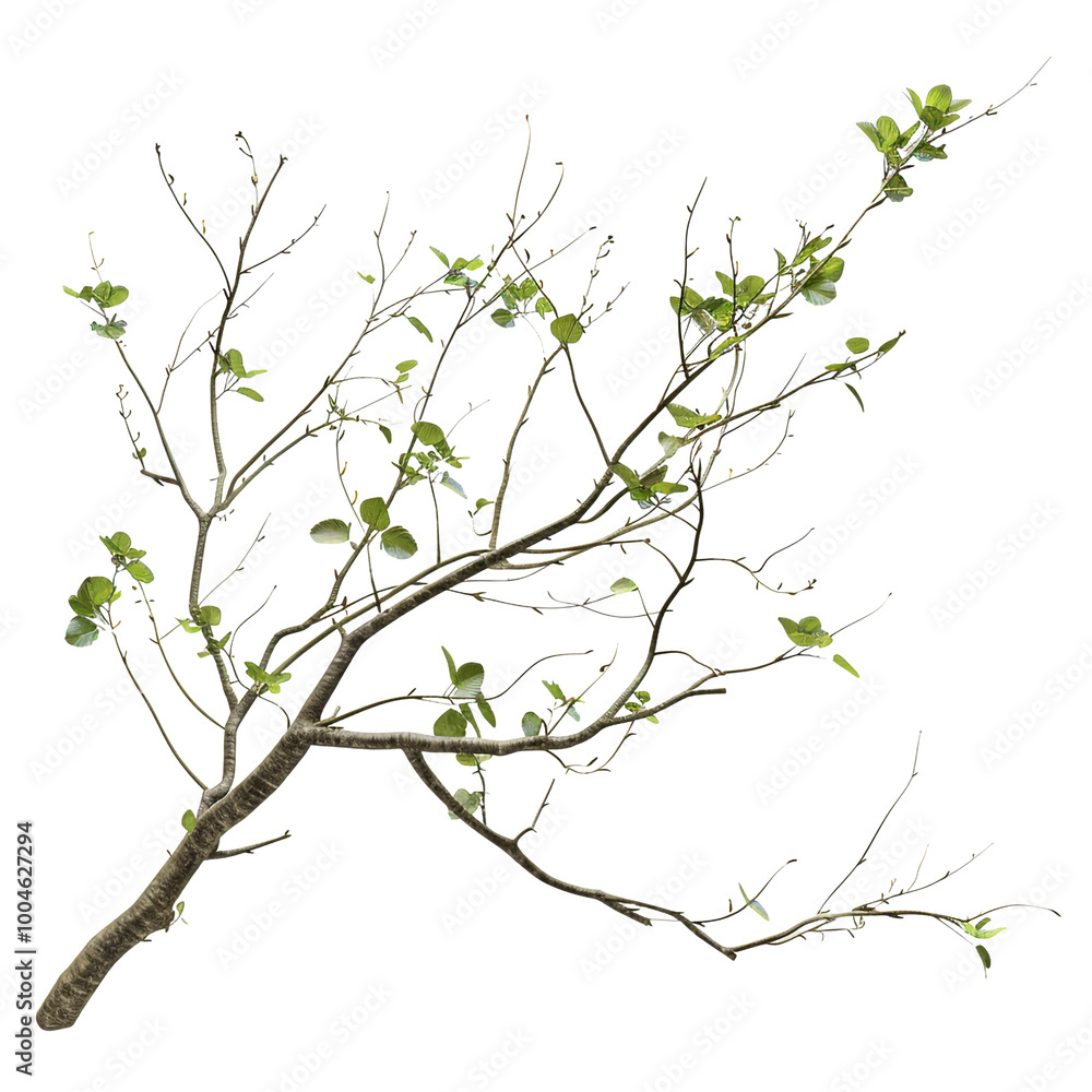 Tree Branch With New Growth Tree Branch With New Growth