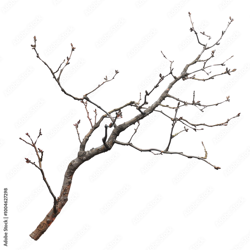 Branch with Buds Branch with Buds